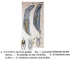 Dujardin, M F (1841): Histoire naturelle des zoophytes. Infusoires, comprenant la physiologie et la classification de ces animaux, et la manière de les étudier à l'aide du microscope.  p.649, pl.22, fig.4